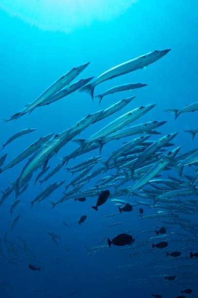 istock School of Barracudas - Palau, Micronesia 1327550171