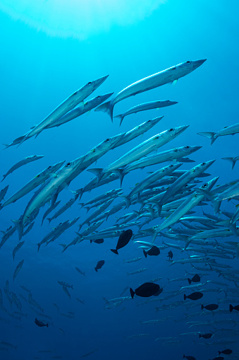 View of a large school of barracudas in Palau, Micronesia
