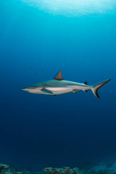 istock Grey reef shark (Carcharhinus amblyrhynchos) - Palau, Micronesia 1327550172