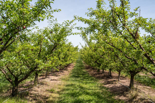 istock Sweet Plum Trees at Orchard 1327550508