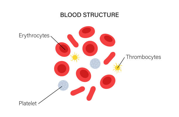 ilustraciones, imágenes clip art, dibujos animados e iconos de stock de concepto de estructura sanguínea - healthcare and medicine human cardiovascular system anatomy human blood vessel