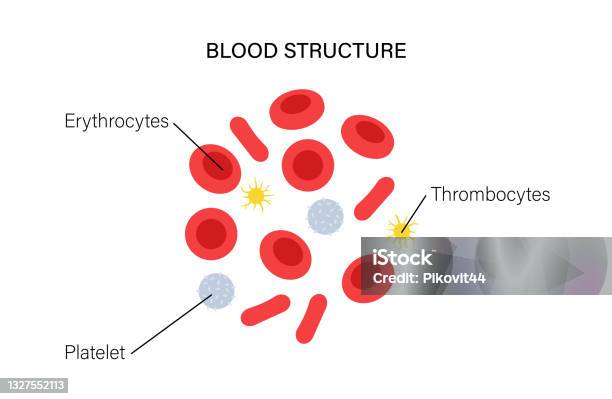 Blood Structure Blood Structure Concept Stock Illustration - Download Image Now ...
