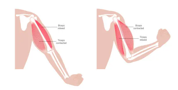 Vector illustration of Biceps and triceps anatomy