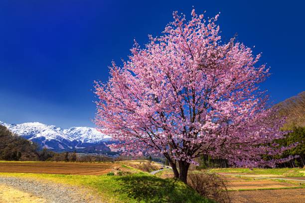 Spring scenery at Hakuba village in Nagano prefecture, Japan