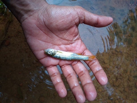 Small freshwater fish holding in a hand