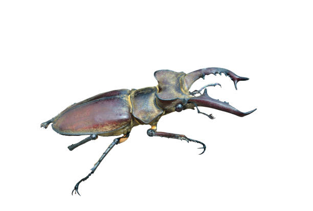 istock Male of stag-beetle (Lucanus maculifemoratus) 1327553502