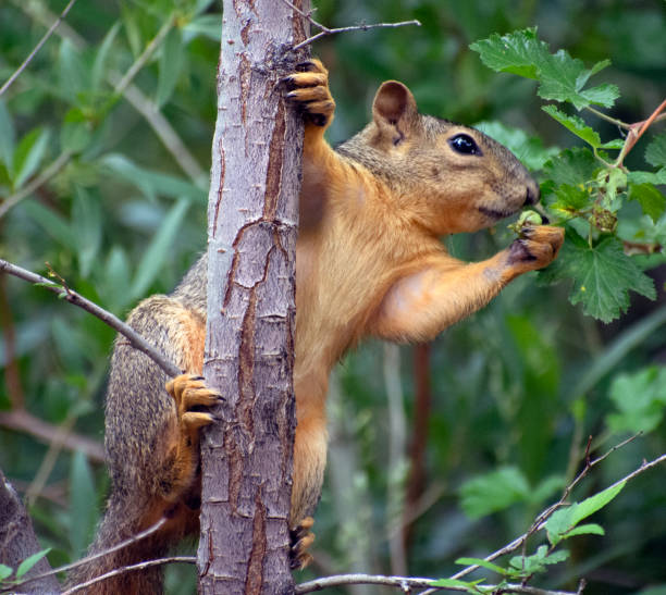 istock Close up of a squirrel hanging on a branch. 1327553543