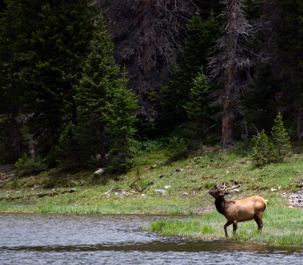 istock An elk stands by a lake. 1327553647