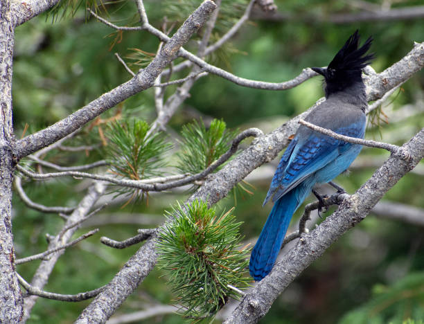 istock Close up of a blue bird on a tree branch. 1327554236