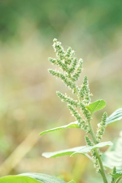 istock fresh green amaranthus viridis tree in nature garden 1327555139