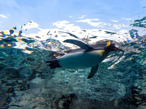 penguin swimming clear underwater with light flare, life animal