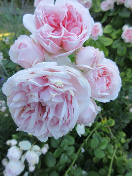 istock Bright Light Pink Roses Blooming in Late June 2021 1327558463