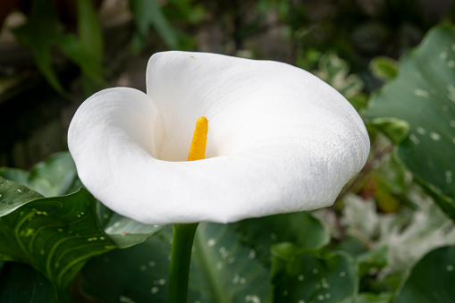 White Calla Lilies on White Background.