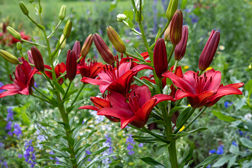 Two Beautiful blooming red lily flowers on a background of foliage.
