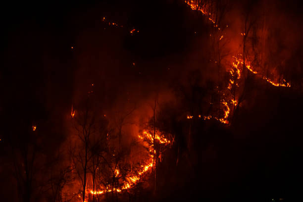 istock Several of Forest trees burned during the dry season 1327559395
