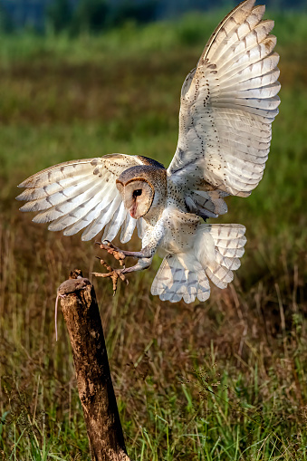 Free fly barn owl in the field