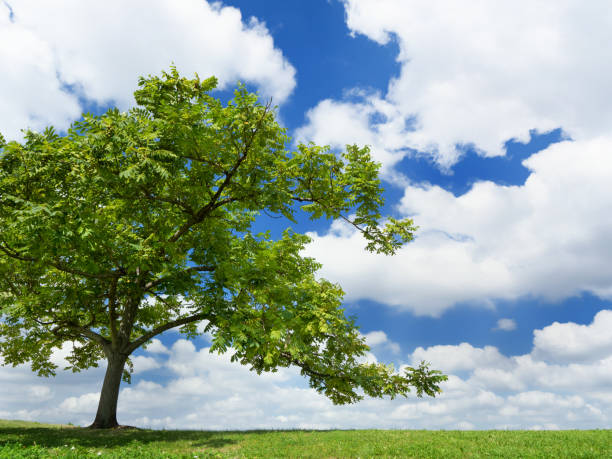 istock Early summer blue sky and meadow 1327560203
