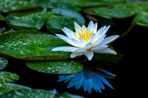 Lovely flowers. commonly called water lily or water lily among green leaves and blue water. beautiful Lotus flowers