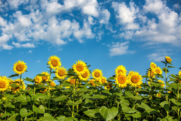 istock Field of sunflowers with blue sky 1327561233