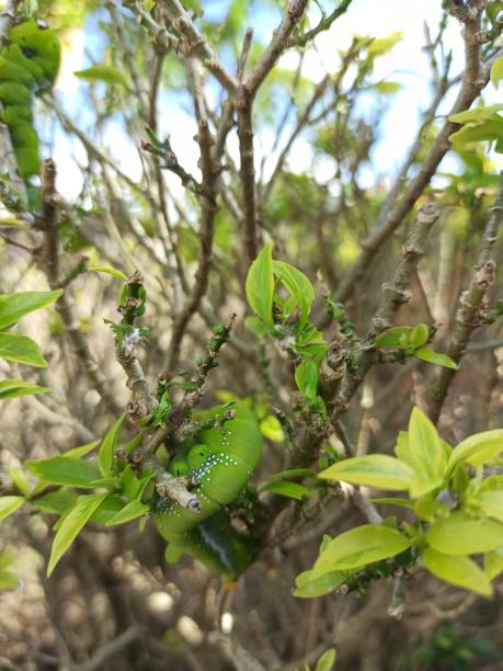 istock green caterpillar seen on flower tree 1327561245