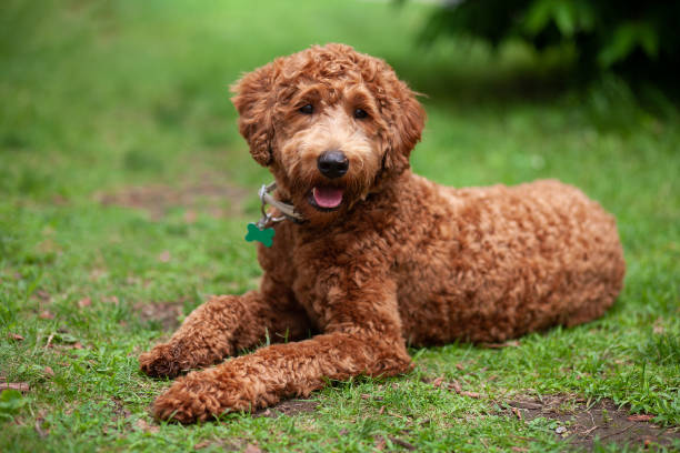 Cute brown labradoodle lying down on the grass. Portrait of a chocolate curly hair labradoodle dog outside, looking at the camera labradoodle stock pictures, royalty-free photos & images