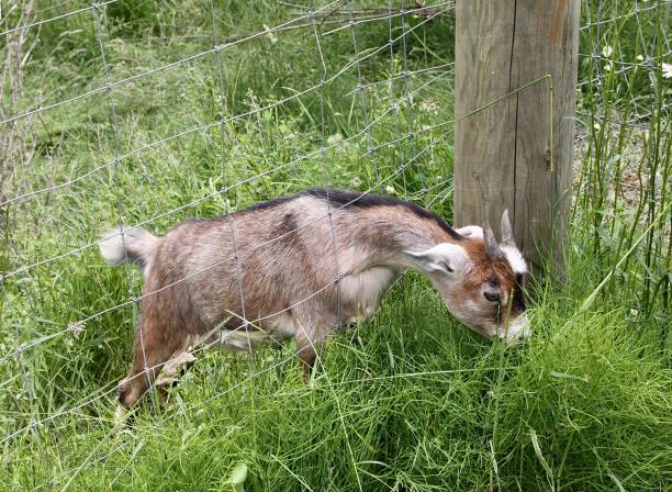 istock Baby Goat Eating Through The Fence 1327563540