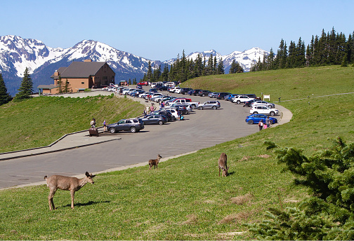 Several deer sharing Olympic National Park at Hurricane Ridge with numerous tourists