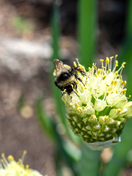 istock bumblebee pollinates flowering onions in the garden 1327566834