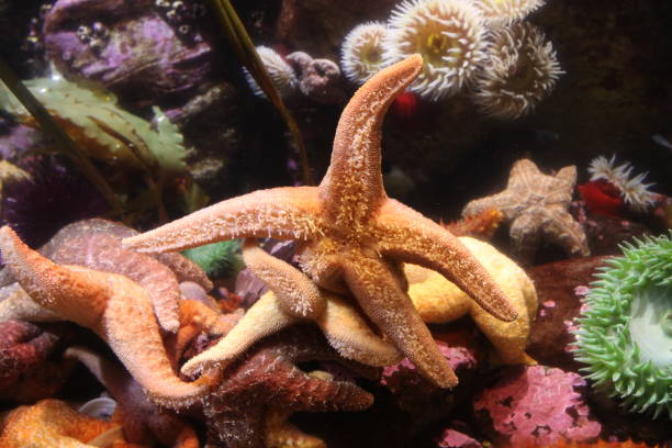istock A Seastar Wrestles With Other Seastars 1327567611