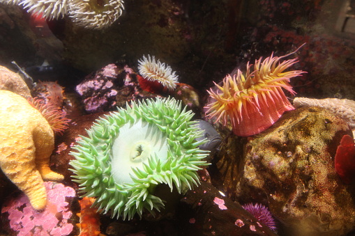 Collection of sea anemones - can you spot the lurking fish?