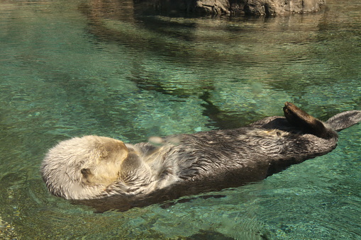 A snoozing sea otter at the Newport Aquarium