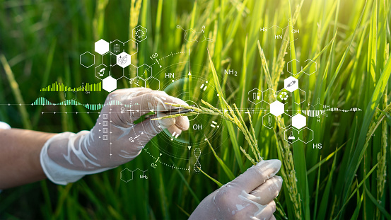 Ciencia de la investigación de plantas, ADN cromosómico y genético, Desarrollo de variedades de arroz, Investigación científica y experimentos genéticos de arroz con datos de registro en los campos. photo