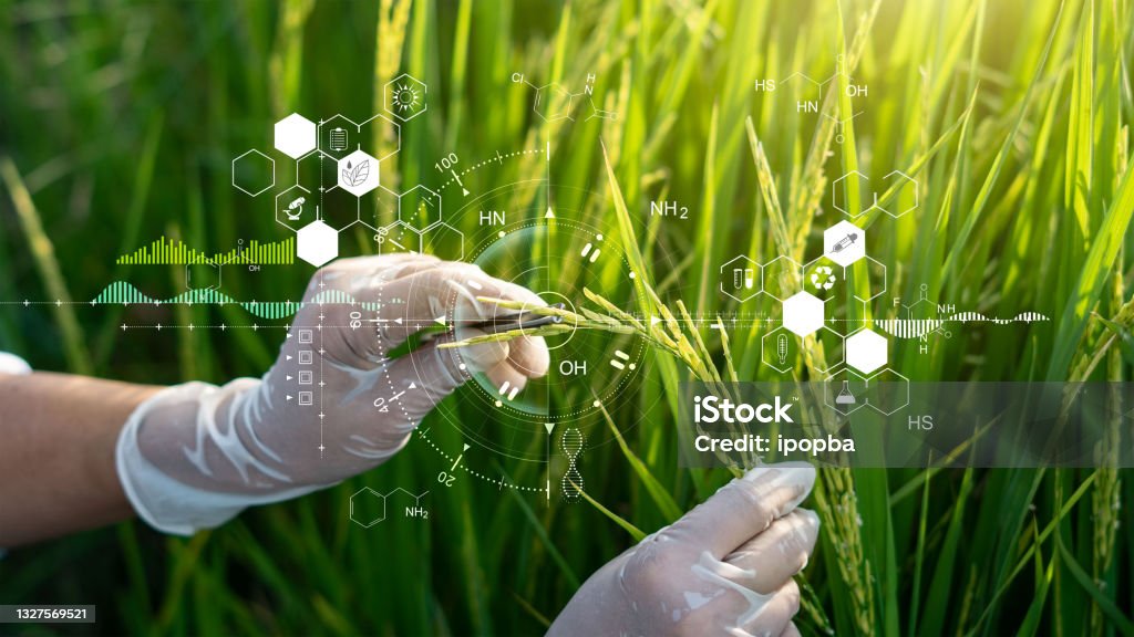 Science of plant research, Chromosome DNA and genetic, Development of rice varieties, Scientist researching and experiments genetic of rice with record data in the fields. Agriculture Stock Photo