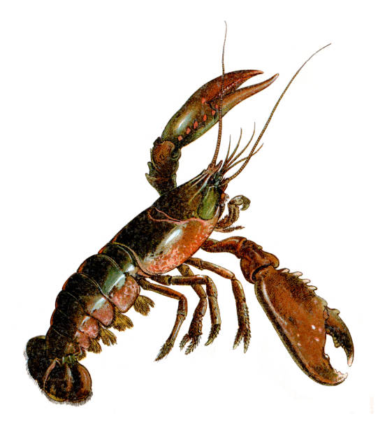 ilustraciones, imágenes clip art, dibujos animados e iconos de stock de grabado cromolitógrafo de langosta 1872 - lobster