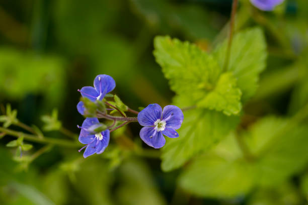 istock Veronica agrestis flowers growing in the garden, macro 1327571214