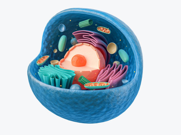 istock 3d rendering of animal cell with organelles 1327572238