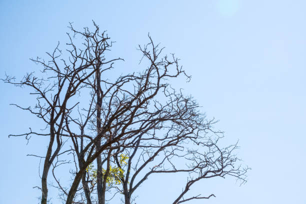 istock Autumn or winter tree branches without leaves against a clear blue sky. 1327573818