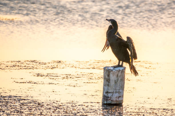Black cormorant sits on a old sea pier. The great cormorant, Phalacrocorax carbo, known as the great black cormorant, or the black shag.