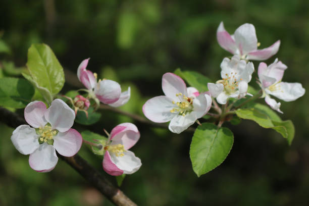 istock Pink and white apple flowers 1327575977