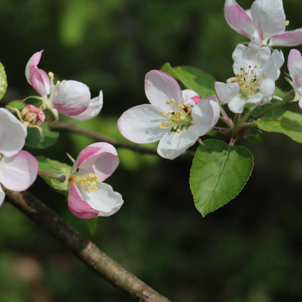 istock Pink and white apple flowers 1327575978