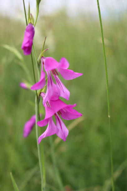 Gladiolus palustris. Pink  Marsh gladiolus or Sword Lily flowers in the meadow on summer
