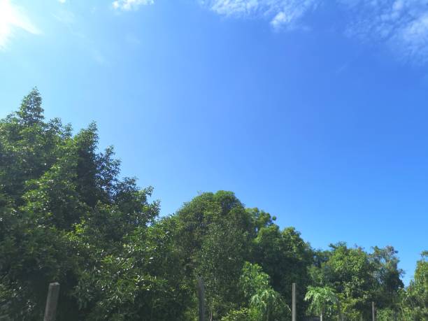 istock blue sky with white clouds, bush​ tree​ nature​ background​ appropriate idea for​ copy space​ write​ text​ messages 1327578393
