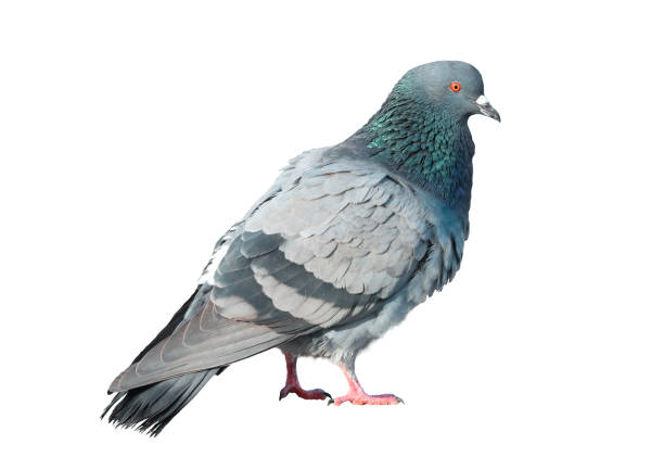 istock Bird city pigeon. 1327579580