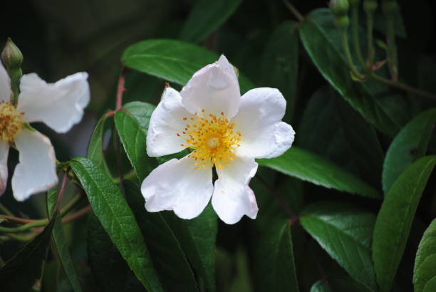 istock Rose in garden 1327580825