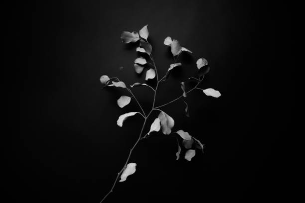 istock dry eucalyptus herbarium branches on a black background 1327581116