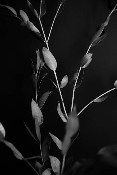istock dry eucalyptus herbarium branches on a black background 1327581125