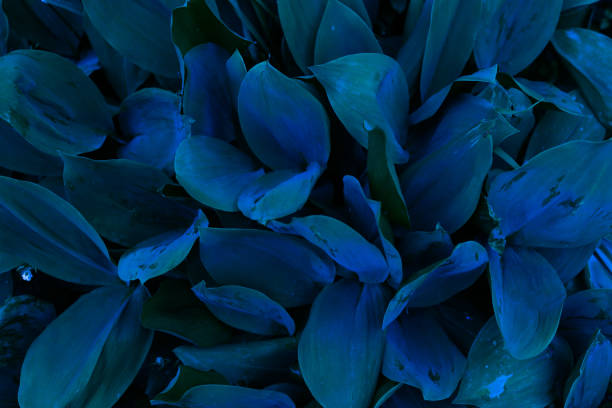 istock exotic plants, soft focus, beautiful natural background 1327581802