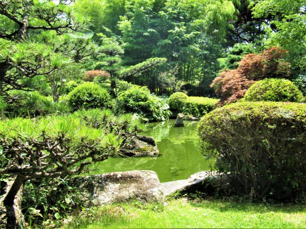 istock Small pond with carps in traditional Japanese garden. 1327583111