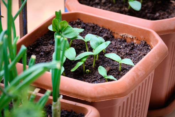istock Bright green seedlings of a cucumber 1327583208