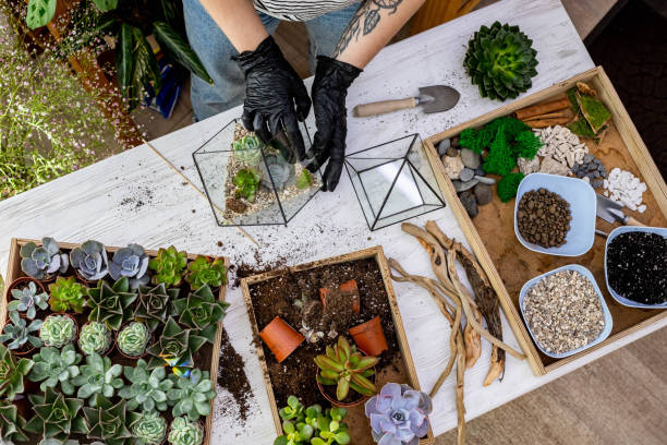 Top view woman gardener hands in protective gloves arrangement succulents into glass florariums Top view woman gardener hands in protective gloves arrangement succulents into glass florariums on table. Florist female creating art botanical composition in terrarium. Modern houseplant decor terrarium stock pictures, royalty-free photos & images